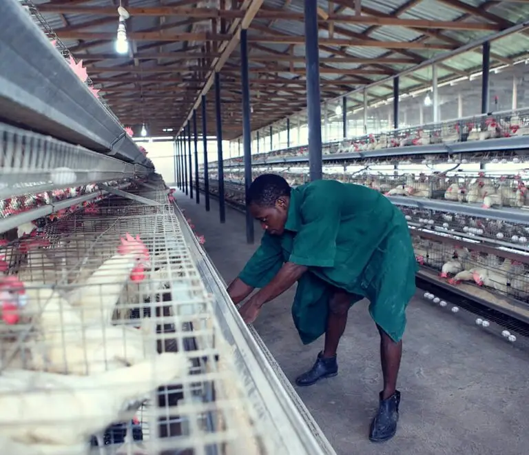 From Our Farm to Your Table